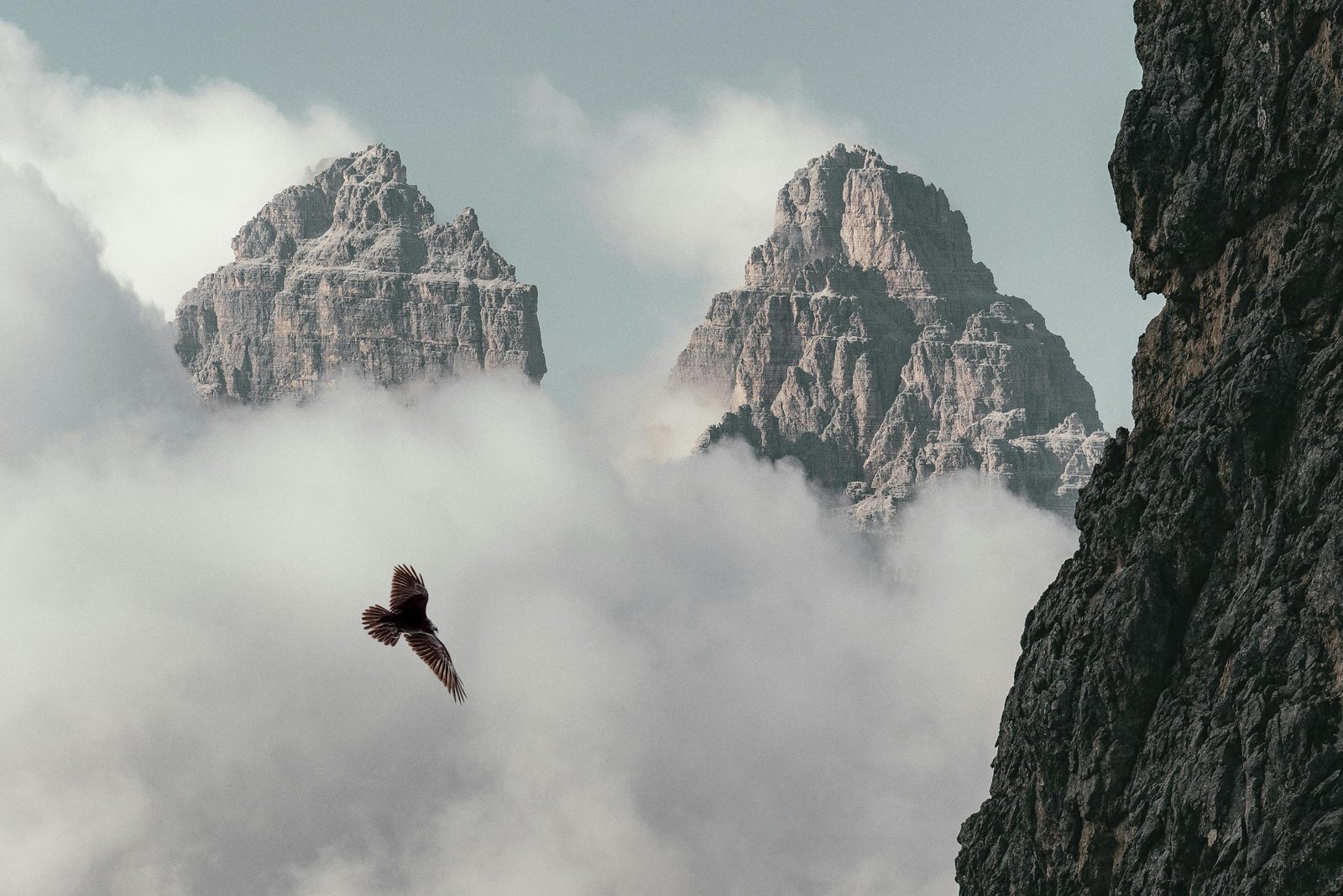 Brown Bird Flying Near Mountain