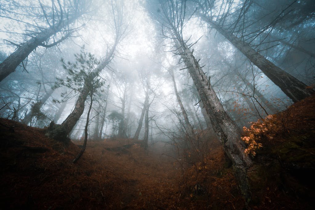 Explore the mystique of a foggy forest with towering trees and deep undergrowth.